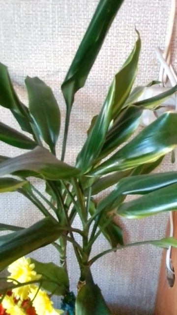 "Драцена растёт в тёмном углу" смотреть онлайн