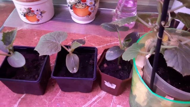 Чего боится рассада Огурцов. смотреть онлайн