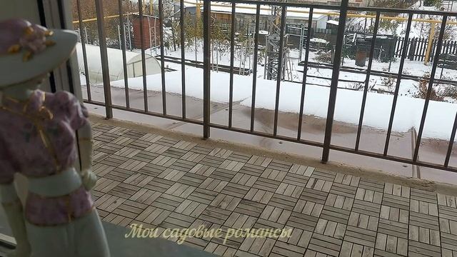 #ипомеябатат Как сохранить в зимний период ипомею ба? смотреть онлайн