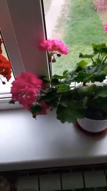 Мои пеларгонии 🌺🌺🌺 смотреть онлайн