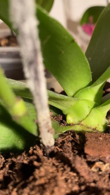 Как начинает расти цветонос у орхидеи #орхидеи #orchid #plan смотреть онлайн