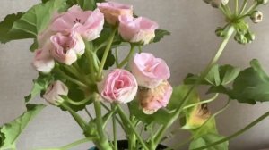 Пеларгония ЮВ-Дейнерис