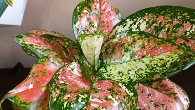 Aglaonema Anyamanee Tricolor огляд сорту