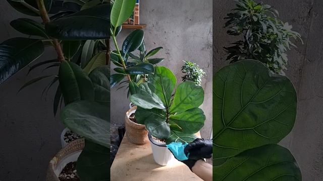 Лимонная вода🍋 от пыли и налета🔥#фикуслирата #фикус? смотреть онлайн