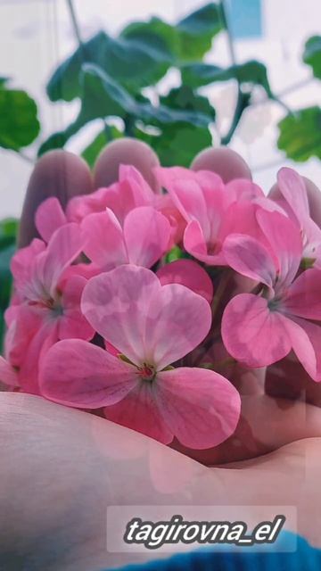 #герань #весна #счастье смотреть онлайн