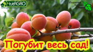 «ЧЕРНАЯ СМЕРТЬ» ВАШЕГО САДА! Это дерево погубит и сливы, и яблони, и груши... Не останется ничего!