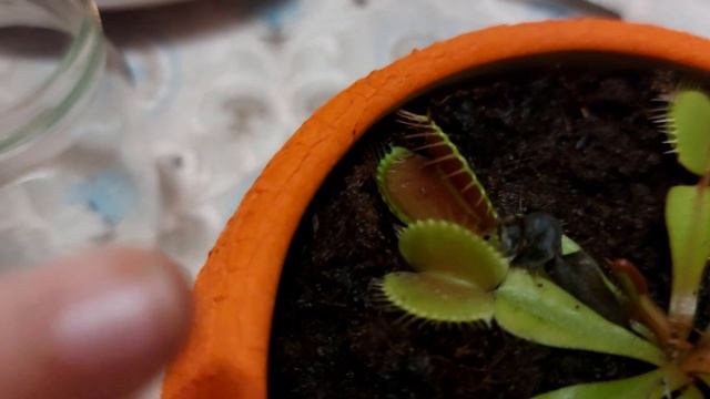 Отважная Уля решила скормить палец венериной мухолов? смотреть онлайн