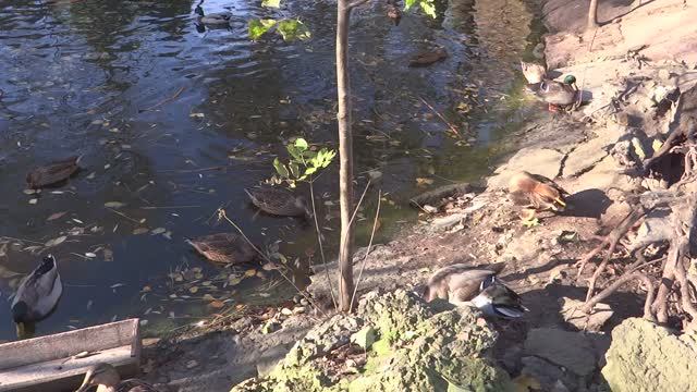 Утки в Пензенском зоопарке, 15 октября 2013 г.