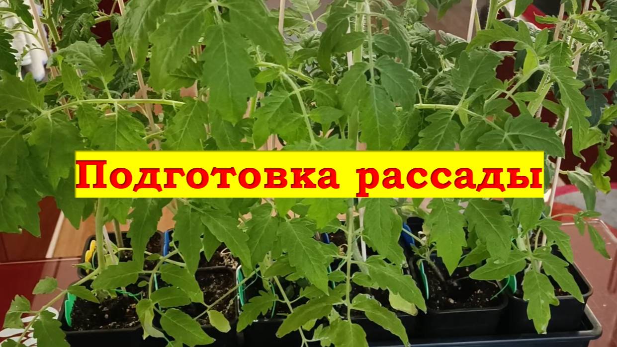 Подготовка рассады к высадке смотреть онлайн