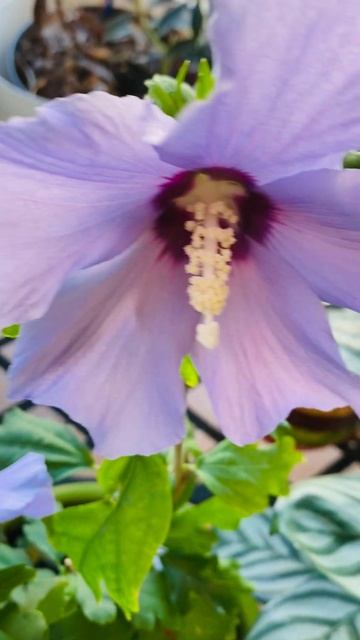 Гибискус 🌺 #shortsplantas смотреть онлайн