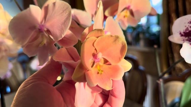 Мои орхидеи Биг лип Часть 5 🌺🌺🌺 смотреть онлайн