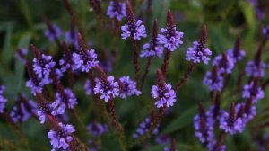 Вербена копьевидная Blue Spires