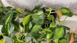 Филодендроны сканденс. Моя коллекция . Обзор  сортов и