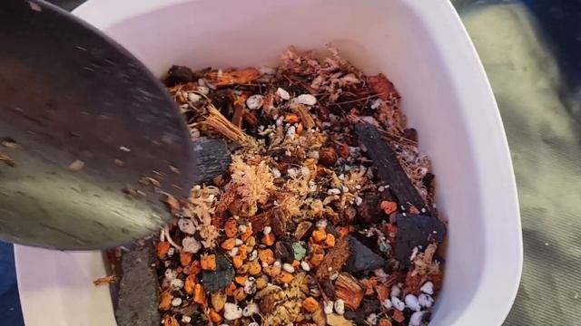 Новинка! Драгоценная орхидея Ludisia discolor var. nigrescens - подро смотреть онлайн