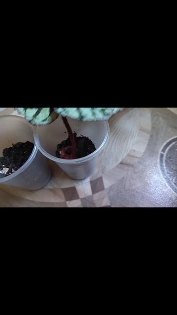 Пересадка листиков бегонии  #shorts