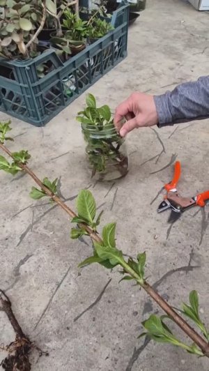 Размножаем крупнолистную гортензию. Весна и черенки.