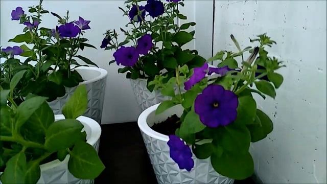 Новый сорт орхидеи без названия. Ещё одна тёмненькая) смотреть онлайн