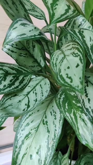 Аглаонема Maria Christina #растения #plants #aglaonema #аглаон? смотреть онлайн
