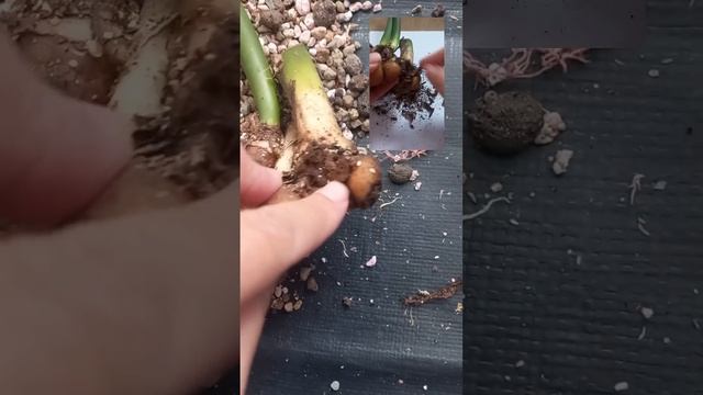 КЛУБЕНЬ замиокулькаса БЕЗ КОРНЕЙ. РЕАНИМАЦИЯ  в минер?