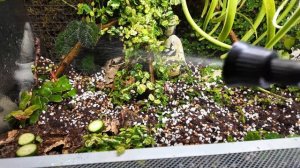 Флорариум своими руками: орхидеи, фиттонии, тилландси?