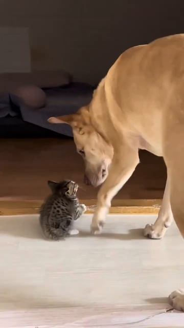 у кота есть дух смотреть онлайн