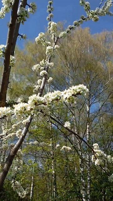 Цветёт 🌸 Алыча 🫐 смотреть онлайн