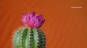 Как Ухаживать за Кактусом в Домашних Условиях 🌵