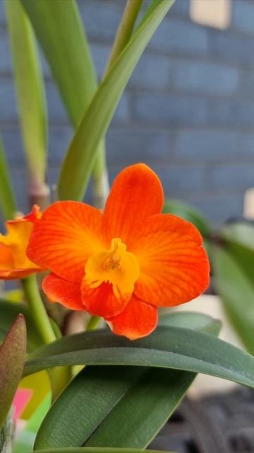 Орхидеи цветение. Phalaenopsis sanderiana, Cattleya Chester, Procatavola Golden Peac смотреть онлайн