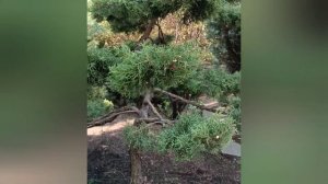 Садовый бонсай из можжевельника который хотели удали?