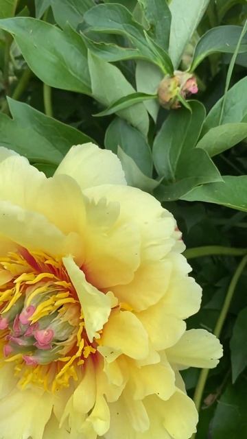 Пион Garden Treasure #пионы #желтыепионы #пионгардентреже #paeon смотреть онлайн