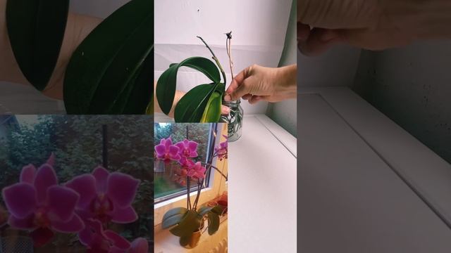 Как быстро пересадить 🌸Орхидею🌸 смотреть онлайн