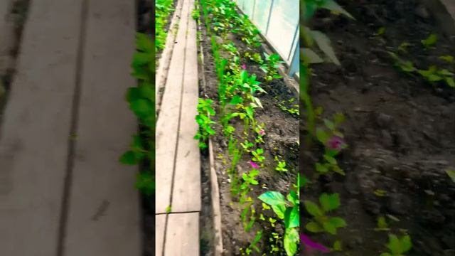 #Женщина-весна🌸🌸🌸✅♥️♥️♥️♥️♥️ смотреть онлайн