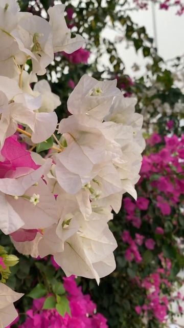 Bougainvillea flowers | Бугенвиллея #цветы #cyprus #прогулка #кипр #wal смотреть онлайн