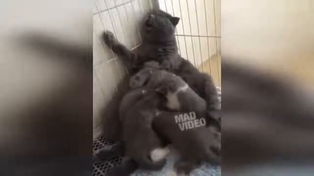 Приколы 2018😂😂 смотреть до конца смотреть онлайн