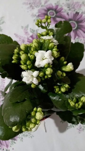 Каланхоэ #подпишись смотреть онлайн