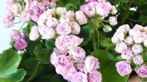 #52. Эрик Сакура Суфле - сорт пеларгонии