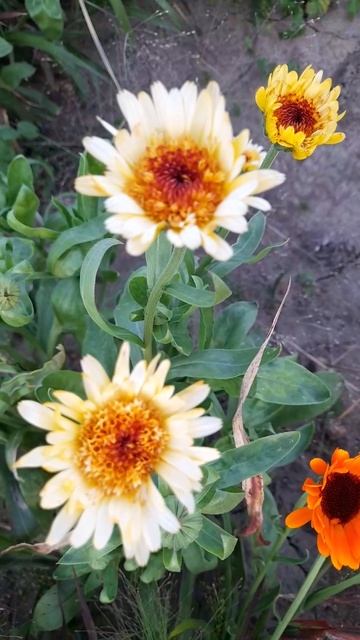 Календула. А ви таку бачили? #українською #flowers #село #gard смотреть онлайн