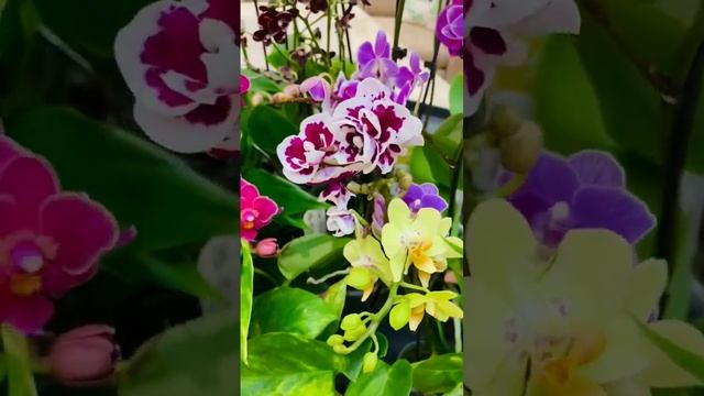 Распаковка и обзор новой поставки! Какие же красивые о смотреть онлайн