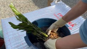 Замиокулькас .Почему чернеют листья замиокулькаса .По