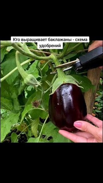 Кто выращивает баклажаны - схема удобрений смотреть онлайн