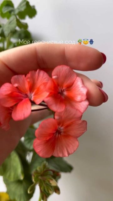 #герань #комнатныерастения #комнатныецветы #сад #домаш смотреть онлайн
