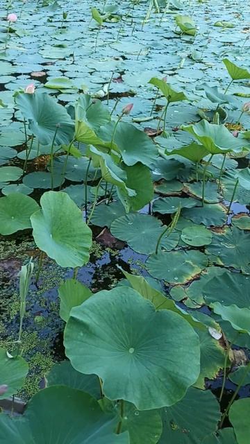 Кувшинка #nature #райчихинск #природа #trending #лето #shorts #lake #s смотреть онлайн