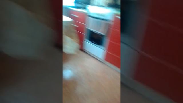 Играю с животными в футбол экстремальный самый прикольный футбол и смешной Это прикол над кота этом смотреть онлайн