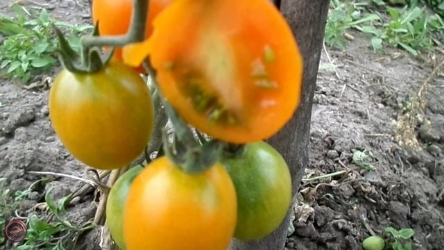 томат Каскад золотой