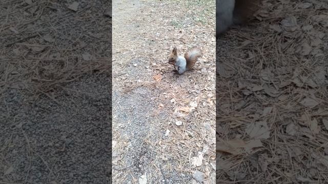 зверюга 😆 смотреть онлайн