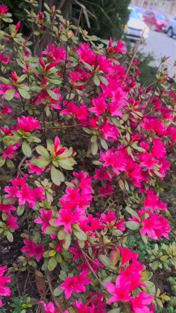 🌺🌺🌺 Азалия уже цветет в Сочи‼️🌺🌺🌺#цветы #краси? смотреть онлайн