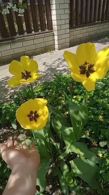 15 апреля 2023 г.мои первоцветы смотреть онлайн