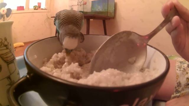 Смешной попугай Кеша смотреть онлайн