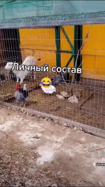 Жалобы, замечания, есть?!#ферма#козы#подсобное_хозяйст? смотреть онлайн