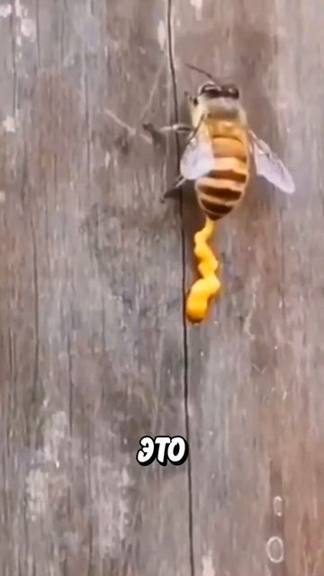 Какашка? Так почему же он его едят🤮🐝💩 смотреть онлайн